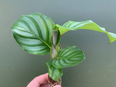 Calathea orbifolia Babyplant