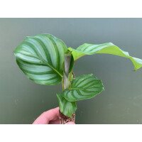 Calathea orbifolia Babyplant