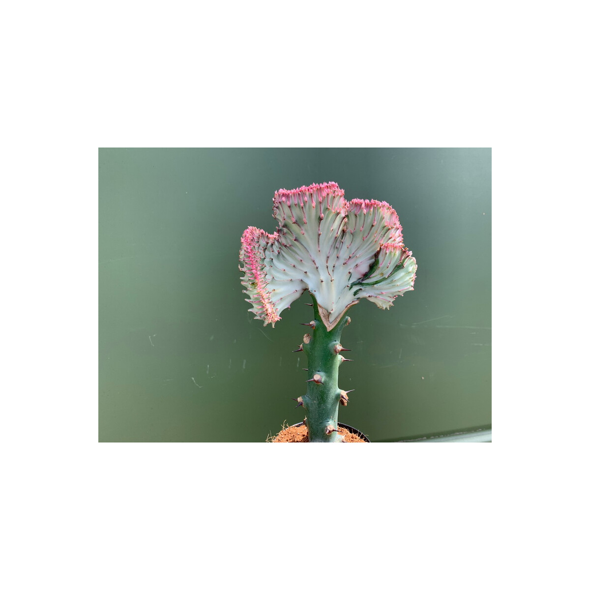 Euphorbia lactea red