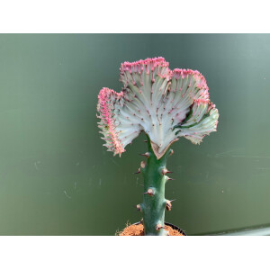Euphorbia lactea red