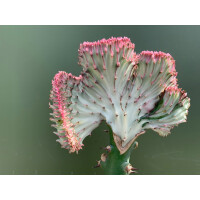 Euphorbia lactea red
