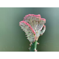 Euphorbia lactea red