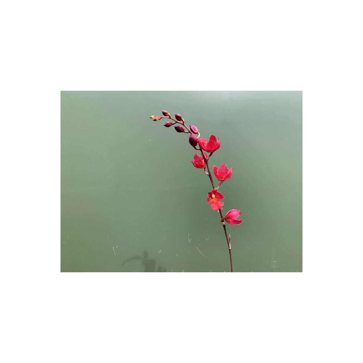 Angebot Oncidium fancy violette