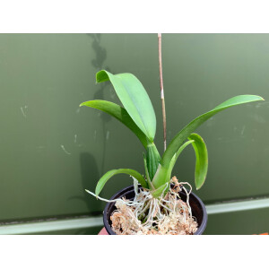 Angebot Oncidium fancy violette