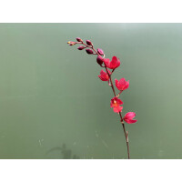 Angebot Oncidium fancy violette