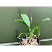 Angebot Oncidium fancy violette