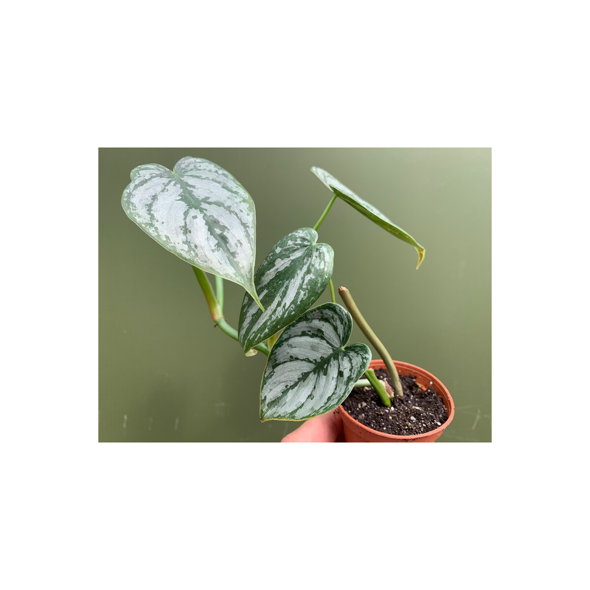 Philodendron brandtianum