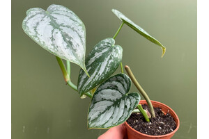 Philodendron brandtianum