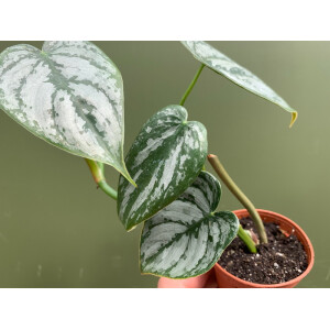 Philodendron brandtianum