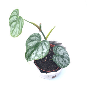 Philodendron brandtianum