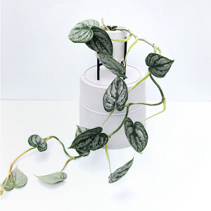 Philodendron brandtianum