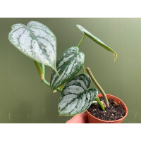 Philodendron brandtianum