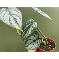 Philodendron brandtianum