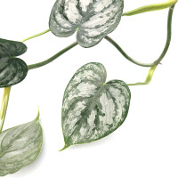 Philodendron brandtianum