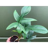 Philodendron laciniatum