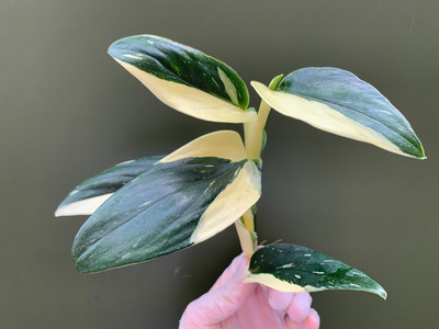 Philodendron standleyana white variegated Cutting