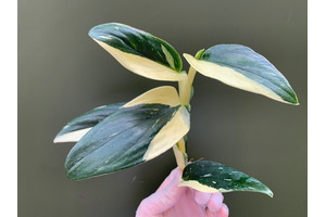 Philodendron standleyana white variegated Ableger