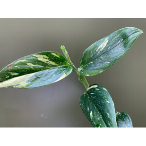 Philodendron standleyana white variegated Cutting