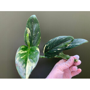Philodendron standleyana white variegated Cutting