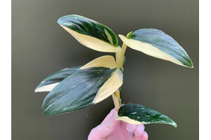 Philodendron standleyana white variegated Cutting