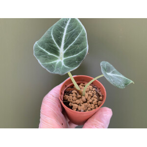 Alocasia Black Velvet Babyplant