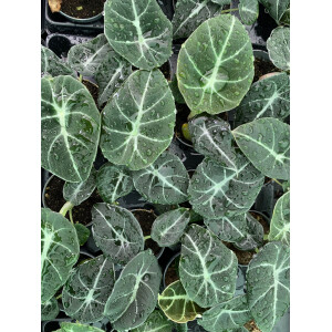 Alocasia Black Velvet Babyplant