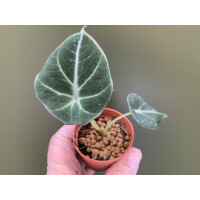 Alocasia Black Velvet Babyplant