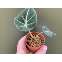 Alocasia Black Velvet Babyplant