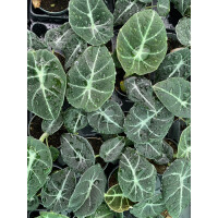 Alocasia Black Velvet Babyplant