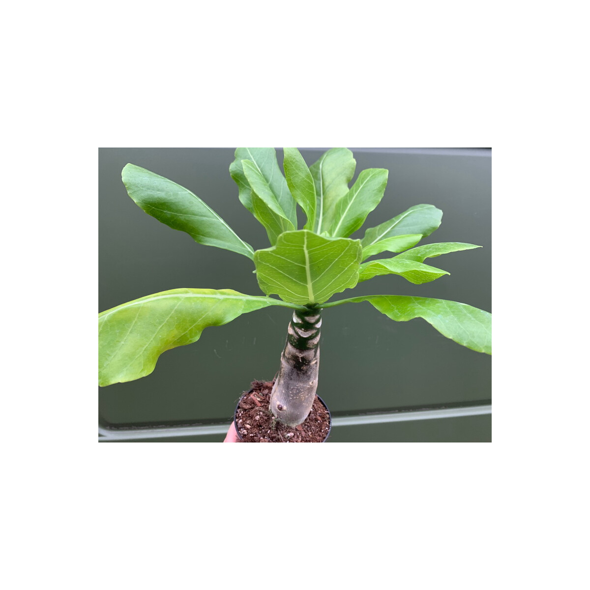 Brighamia insignis Vulkanpalme