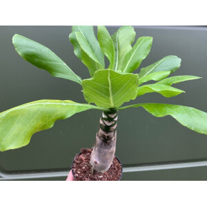 Brighamia insignis Vulkanpalme
