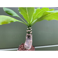 Brighamia insignis Vulkanpalme