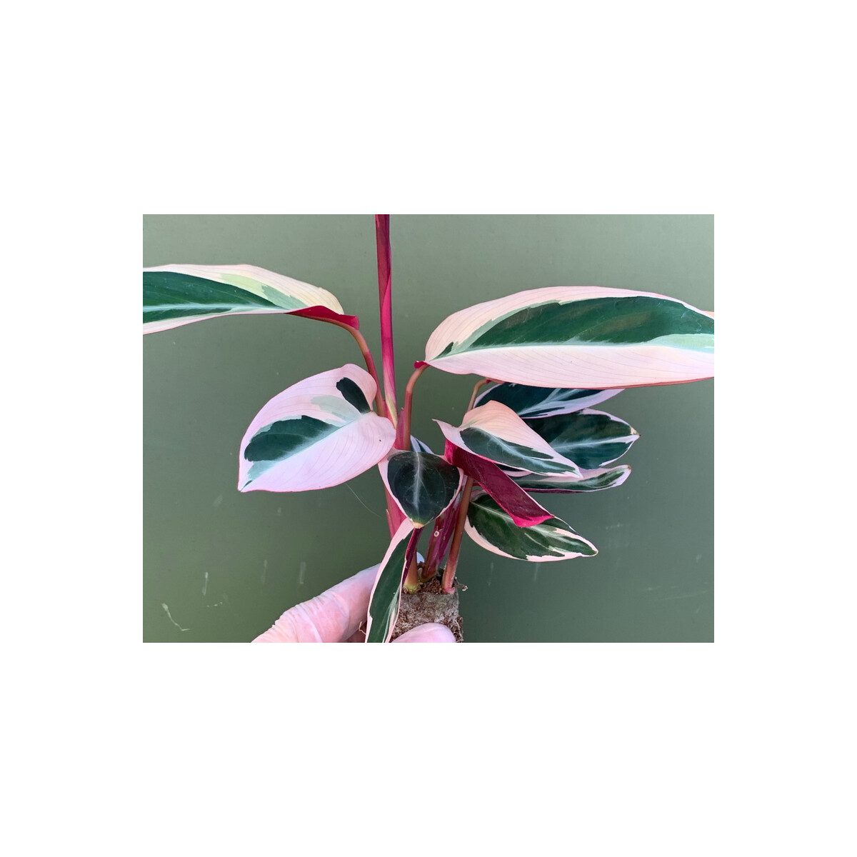 Calathea triostar box