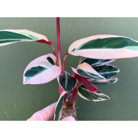 Calathea triostar