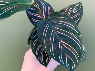 PLANTE CALATHEA DORETA 31CM