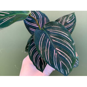 Calathea ornata Babyplant