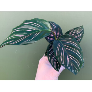 Calathea ornata Babyplant