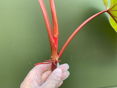 Philodendron erubescens - Ableger