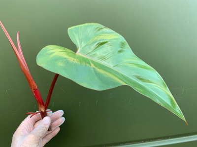 Philodendron erubescens - Cutting
