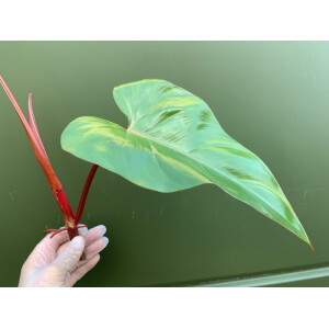 Philodendron erubescens - Ableger