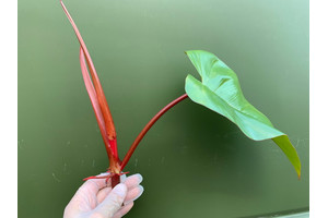 Philodendron erubescens - Cutting