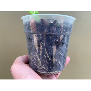 Bens Philodendron & Monstera Soil, Spezial Erde