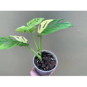 Bens Philodendron & Monstera Soil, Spezial Erde