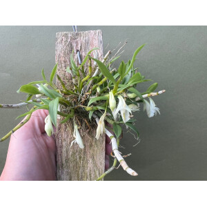 Dendrobium trinervium