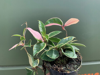 Hoya albomarginata variegata L