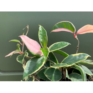 Hoya albomarginata variegata L