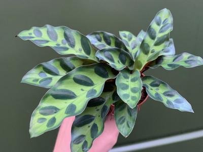 Calathea lancifolia Babyplant