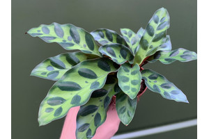 Calathea lancifolia Babyplant