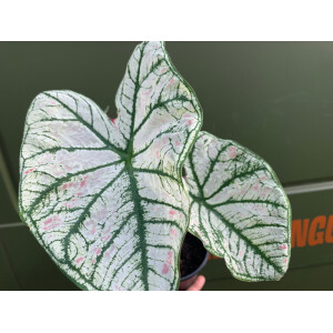 Caladium White Christmas