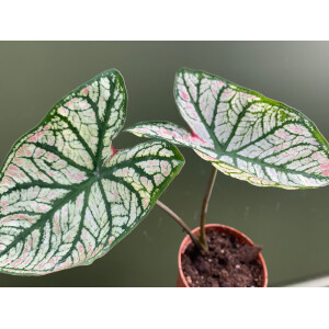 Caladium White Christmas